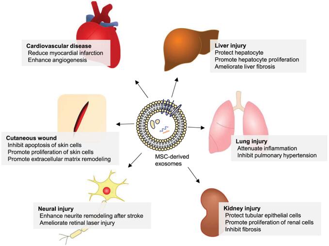 LDH Cytotoxicity Assay